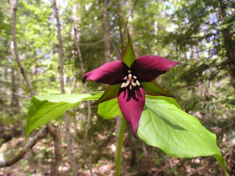 SquareLedge (3).JPG - We even found a red trillium in full bloom.